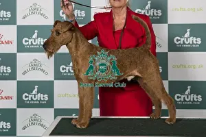 Crufts 2025 Best Of Breed Prints: Irish Terrier BOB