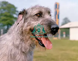 Hound Group Prints: Irish Wolfhound