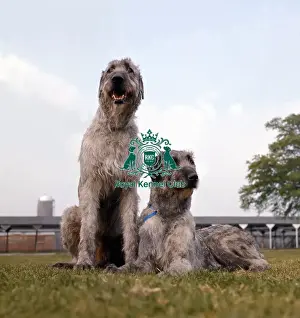 Pair Prints: Irish Wolfhound