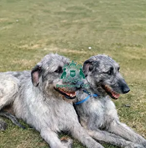 Hound Group Prints: Irish Wolfhound