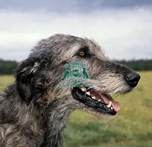 Hound Group Prints: Irish Wolfhound