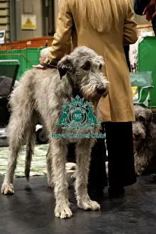 Irish Wolfhound Prints: An Irish Wolfhound At The Benches
