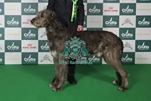 Irish Wolfhound Prints: Irish Wolfhound BOB