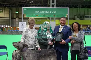 Irish Wolfhound Prints: Irish Wolfhound breed club wins best hound breed club of Crufts 2025
