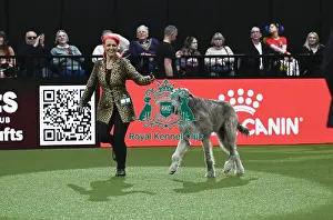 Junior Warrent Final Prints: Irish Wolfhound, Killoughery Mission Two For Inkleyboys JW