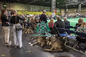 Irish Wolfhound Prints: Irish Wolfhounds, resting by ring 20 today (Thursday 06/03/25)