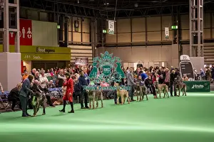 Hound Group Prints: Irish Wolfhound's being shown in Ring 19