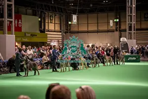 Hound Group Prints: Irish Wolfhound's being shown in Ring 19