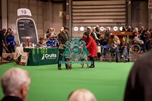 Hound Group Prints: An Irish Wolfhound's being shown in Ring 19