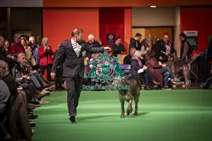 Irish Wolfhound Prints: An Irish Wolfhound's being shown in Ring 19