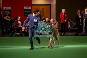 Hound Group Prints: An Irish Wolfhound's being shown in Ring 19