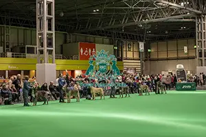 An Irish Wolfhound Prints: Irish Wolfhound's being shown in Ring 20