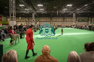 Hound Group Prints: Irish Wolfhound's being shown in Ring 20