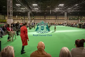 Hound Group Prints: Irish Wolfhound's being shown in Ring 20