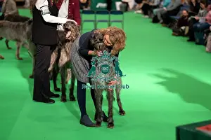 Crufts 2025 BeatMedia Prints: Irish Wolfhounds (Thursday 06/03/25)