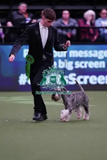 Isaac Preddy from Bristol, with Arthur, a Schnauzer, which was the Best of Breed winner today (Sunday 12. 03. 23), the last day of Crufts 2023, at the NEC Birmingham