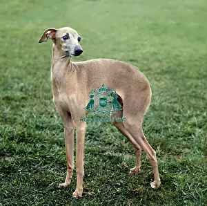 Hound Group Prints: Italian Greyhound
