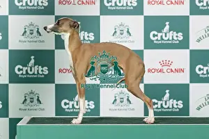 Saturday Prints: Italian Greyhound Best of Breed Crufts 2026