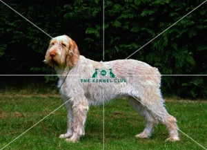 Spinone Italiano Phone Case Wallet Spinone Italiano Phone Case Wallet