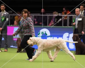 Italian Spinone