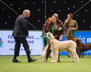 Italian Spinone