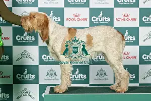 Sunday Prints: Italian Spinone Best of Breed Crufts 2026