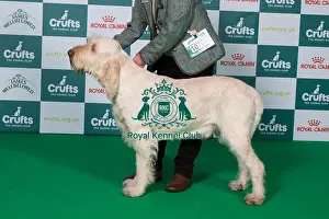 Saturday 8th March 2025 Prints: Italian Spinone BOB