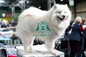 Samoyed Prints: Iva Hopkins from Oxfordshire with Archie