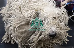 Komondor Prints: Ivona Aeem from Swizerland with Julie