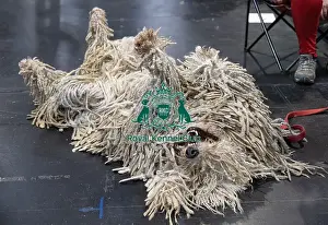 Komondor Prints: Ivona Aeem from Swizerland with Julie