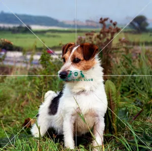 jack russell