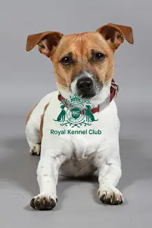 Studio Photos Of Breeds Prints: Jack Russell Terrier