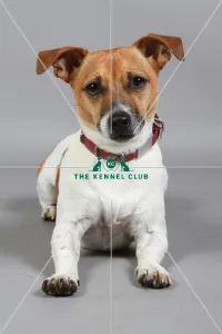 Jack Russell Terrier