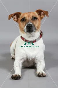 Jack Russell Terrier