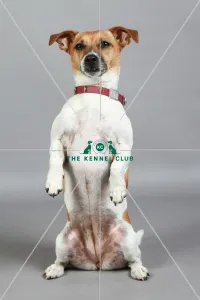 Jack Russell Terrier