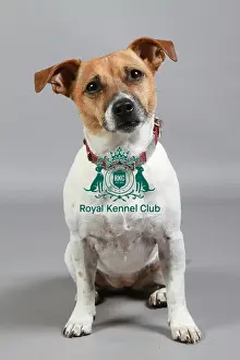 Studio Photos Of Breeds Prints: Jack Russell Terrier