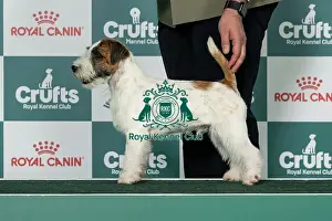 Friday Prints: Jack Russell Terrier Best of Breed Crufts 2026