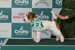 Crufts 2025 Best Of Breed Prints: Jack Russell Terrier BOB