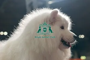 Samoyed Prints: Jacqui Collinson from West Yorkshire with Kalise