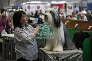 Bearded Collie Prints: Jacqui Young from Wycombe with Simba