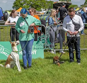 Chelmsford Prints: James Wellbeloved Most Handsome Crossbreed Dog Class