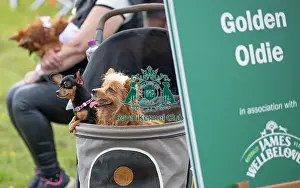 Chelmsford Prints: James Wellbeloved Scruffts Family Crossbreed Competition