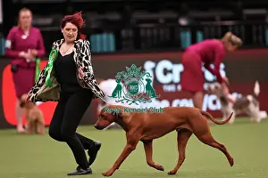 Jane Anthony from Northern Ireland with Khan, a Rhodesian Ridgeback, which was the Best of Breed winner today (Saturday 11. 03. 23), the third day of Crufts 2023, at the NEC Birmingham