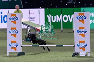 Small Championship Agility Final Prints: Jane Chenery with River, Competing in the Small Championship Agility Final