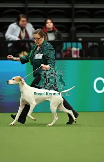 Jane Webb and Rachel Philo from Kenilworth with Frankie, a Pointer, which was the Best of Breed winner today (Thursday 09. 03. 23), the first day of Crufts 2023, at the NEC Birmingham