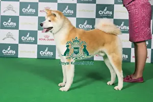 Crufts 2025 Best Of Breed Prints: Japanese Akita Inu BOB