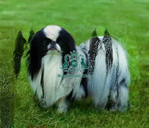 Japanese Chin
