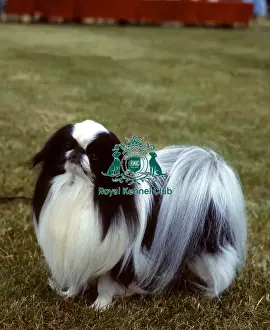 The Japanese Chin Print - Toy Group Breed Information. Art Prints