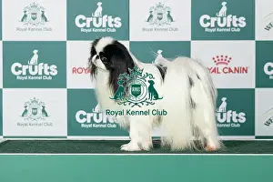 Saturday Prints: Japanese Chin Best of Breed Crufts 2026