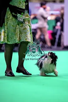 Japanese Chin Prints: Japanese Chin running in the judging ring, Friday 7 March